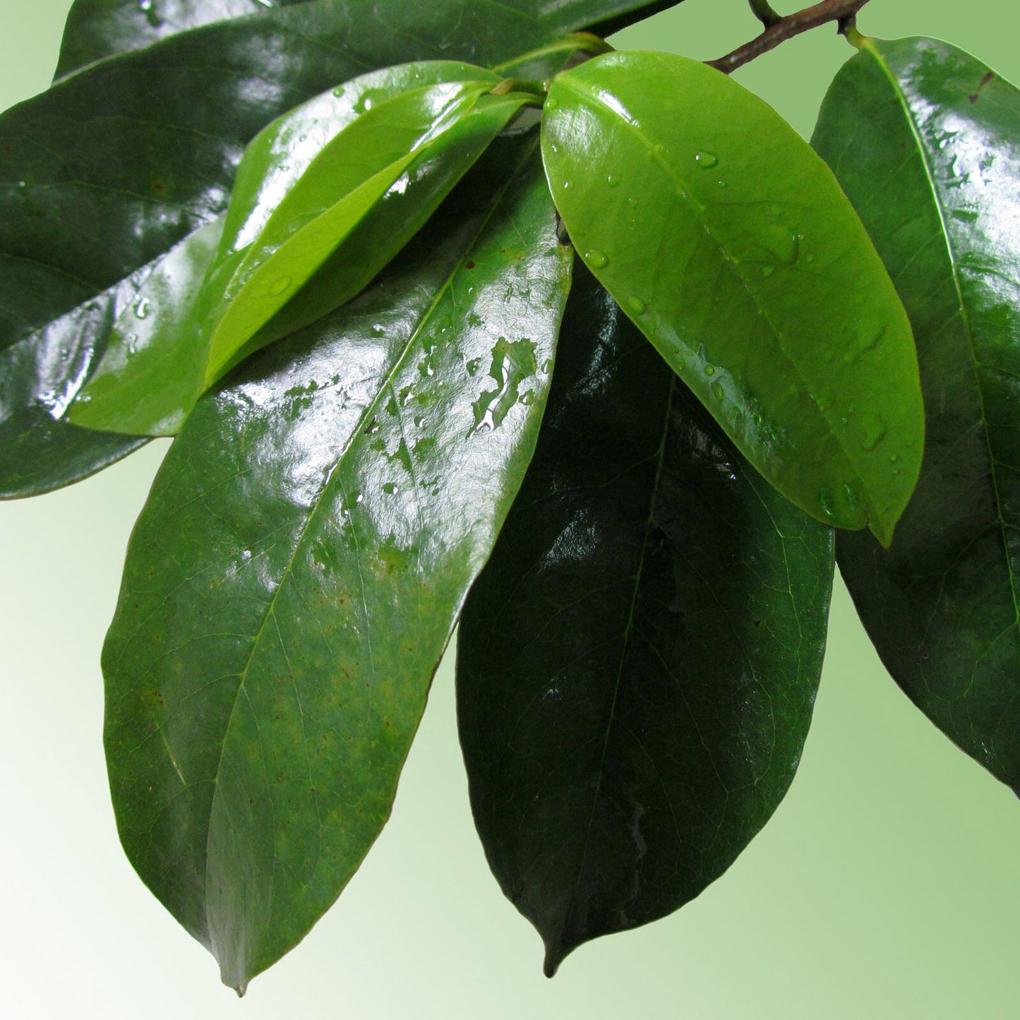 250pc Graviola Soursop Capsules 5000mg
