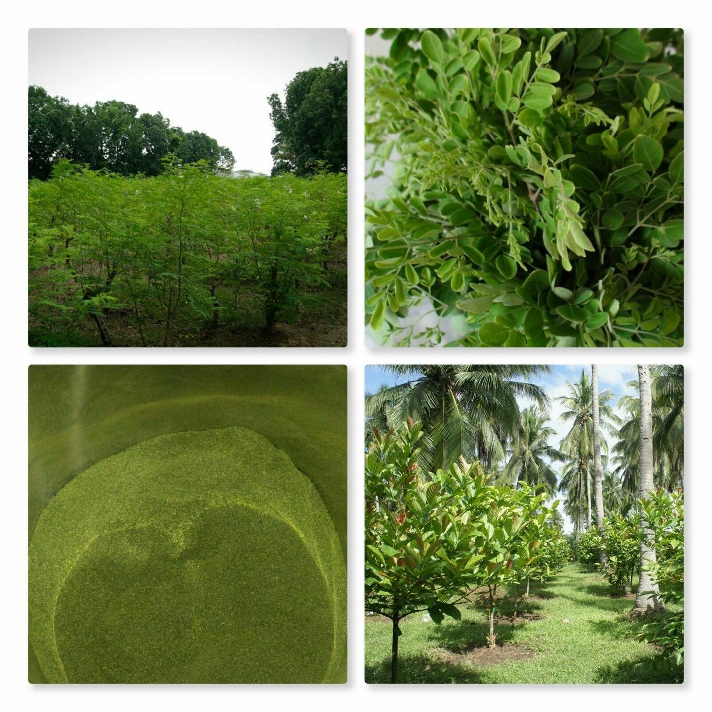 500pc Moringa Capsules 5000mg
