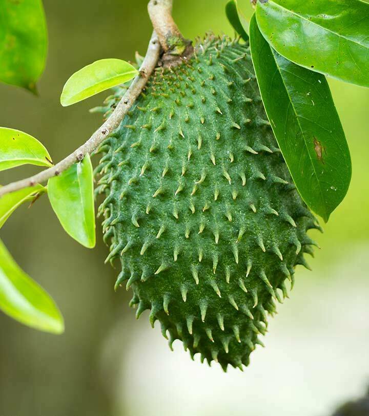 Soursop Graviola 50 tea bags